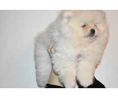 Teddy Face Pomeranian (Zwergspitz) Welpen