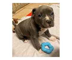 America Pit bull-Welpe Blue-Line, der beste Welpe fur Ihre Familie.