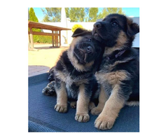Deutscher Schäferhund verfügbar