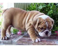 Original Englische Bulldoggenwelpen