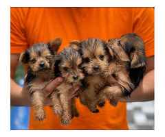 Wunder Schöner MINI Yorkshire Terrier Steel Blue Welpen
