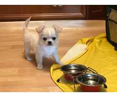 Chihuahua-Welpe