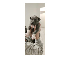 American PitBull Welpen Blueline