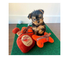 Liebevolle MINI Yorkshire Terrier Welpen